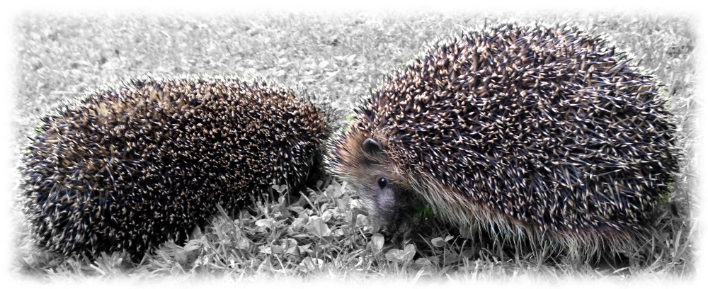 Hedgehogs